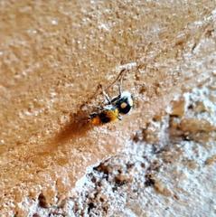 Dasymutilla munifica