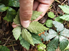 Tetrastigma obtectum glabrum