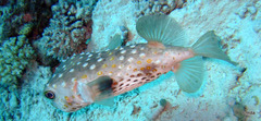 Cyclichthys spilostylus
