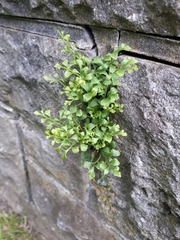 Asplenium ruta-muraria