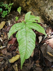Tectaria pilosa