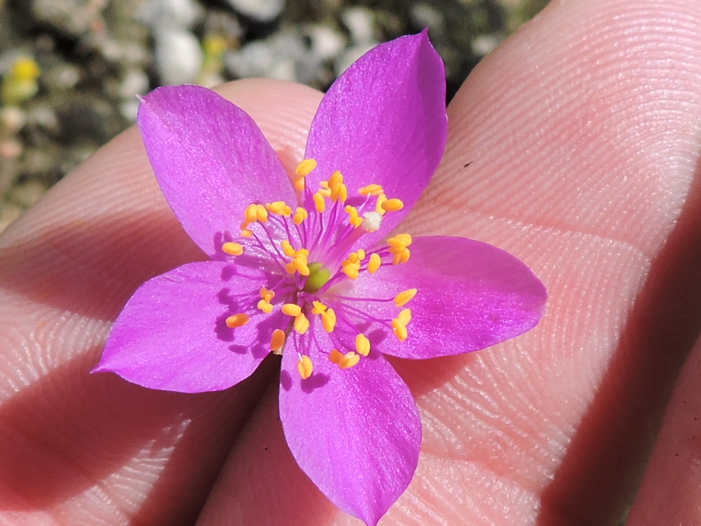 Phemeranthus calcaricus