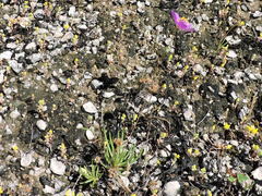 Phemeranthus calcaricus