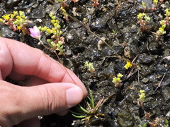 Phemeranthus calcaricus