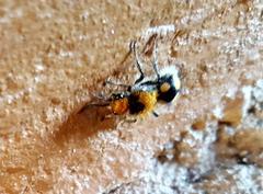 Dasymutilla munifica