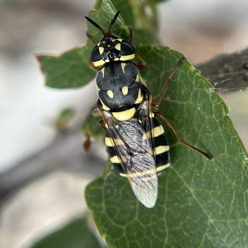 Psellidotus novellus