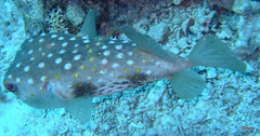 Cyclichthys spilostylus