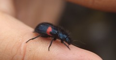 Astylus aulicus