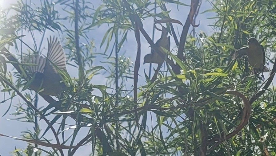Lesser Goldfinch from Miramonte at the River, Tucson, AZ, USA on April