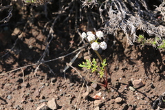 Lomatium piperi