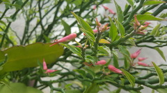 Euphorbia tithymaloides