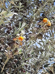 Buddleja coriacea