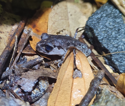 Java Spadefoot Toad, Leptobrachium hasseltii
