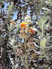 Buddleja coriacea