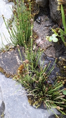 Equisetum bogotense