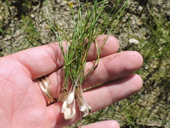 Isoetes butleri