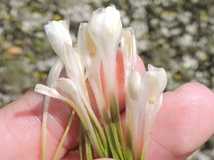 Isoetes butleri