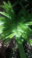 Serpocaulon triseriale