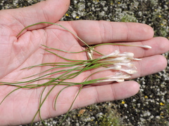 Isoetes butleri