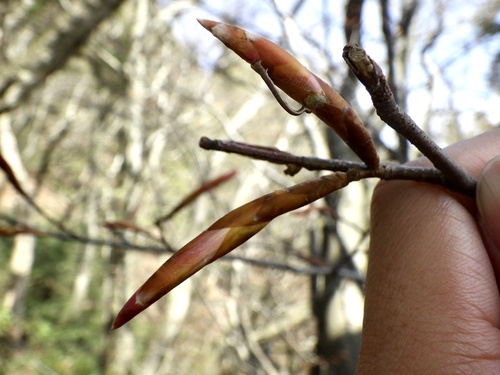 Fagus japonica iNat (1)
