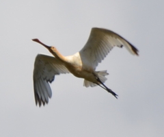 Platalea leucorodia