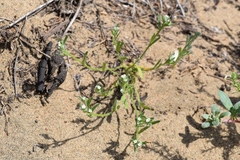 Cryptantha leiocarpa