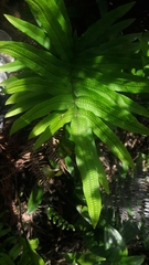 Serpocaulon triseriale