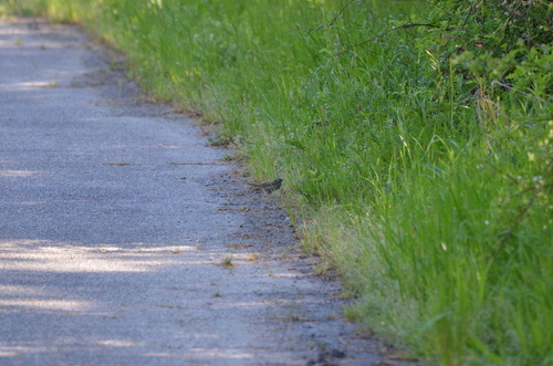 White-throated Sparrow photographed in South Carolina
