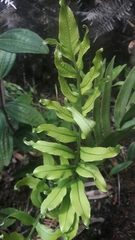 Serpocaulon triseriale