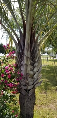 Dypsis decaryi