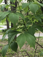 Aesculus parviflora