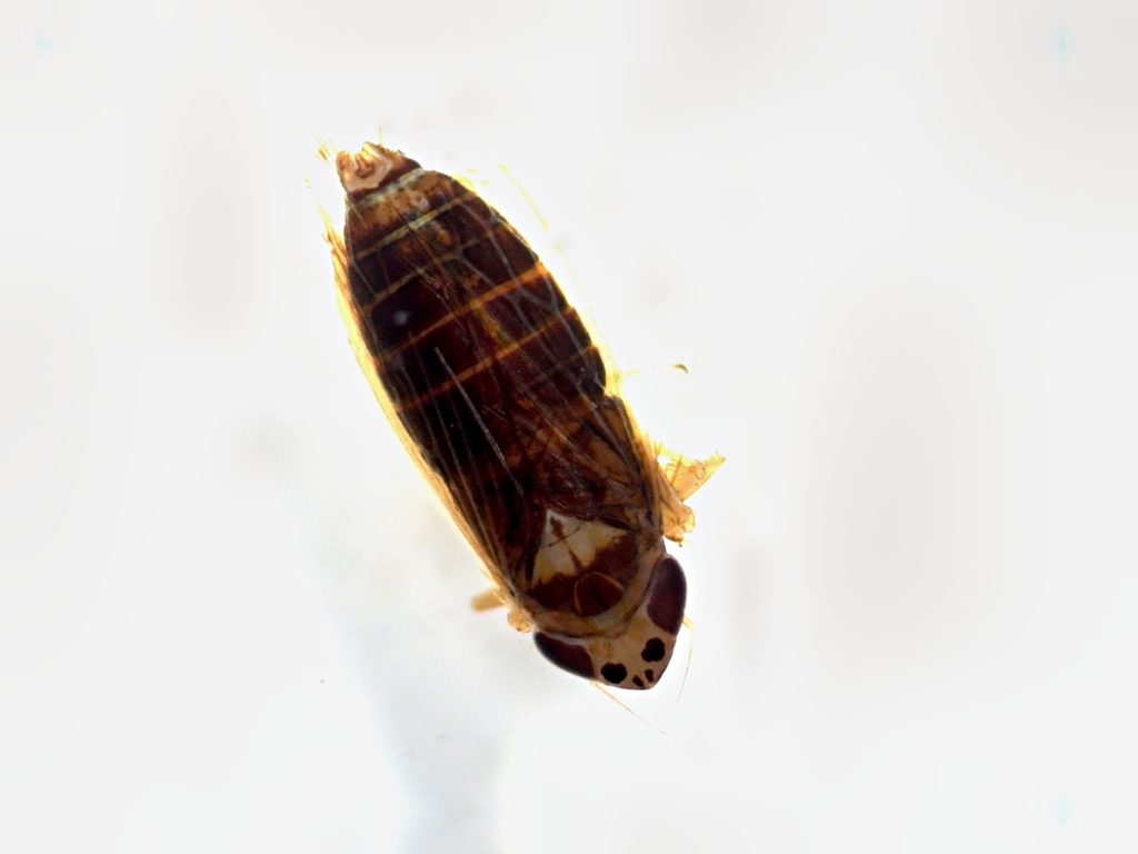 Amblysellus necopinus