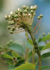 Aphis spiraecola