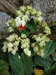 Clerodendrum thomsoniae