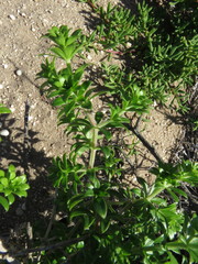Galium tomentosum