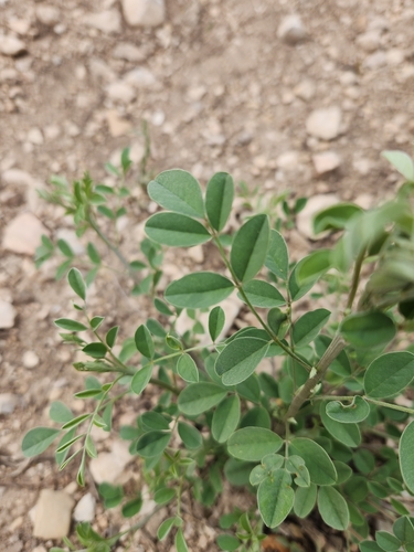 Image of Indigofera lindheimeriana by (c) Jo Roberts, some rights reserved (CC BY)