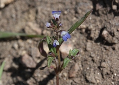 Collinsia torreyi wrightii