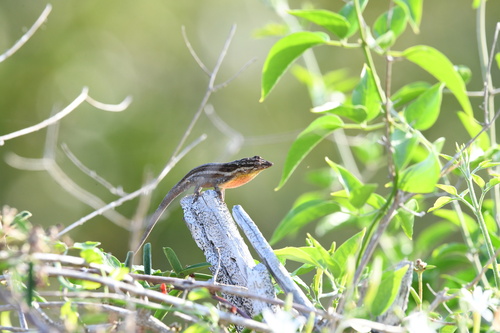 Central Anole, Anolis centralis