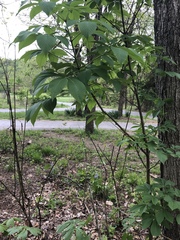 Aesculus parviflora
