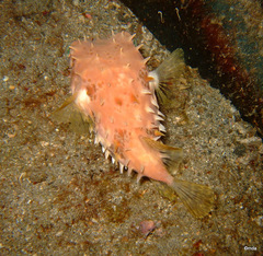 Cyclichthys orbicularis