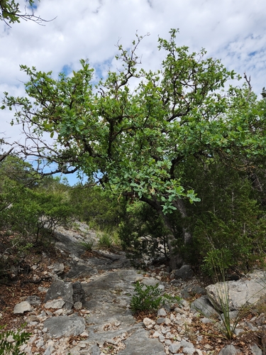 Image of Quercus laceyi by (c) Jo Roberts, some rights reserved (CC BY)
