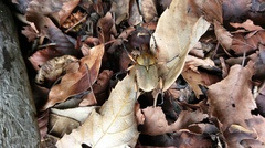 Dicronocephalus shimomurai