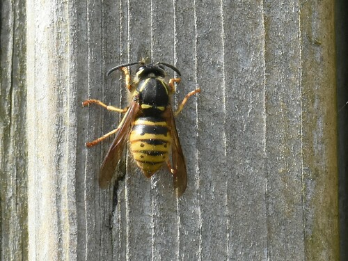 Saxon Wasp, Groesbeek, Nederland, photo 8 of 10