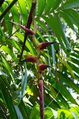 Heliconia pogonantha image