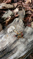 Dicronocephalus shimomurai