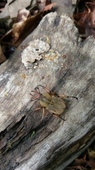 Dicronocephalus shimomurai