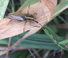 Agapanthia asphodeli