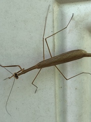 Bistanta mexicana