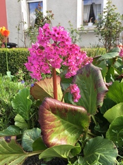 Bergenia crassifolia
