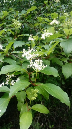 Stiff dogwood (Cornus foemina)